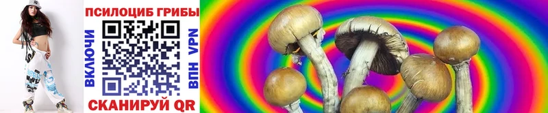 где продают наркотики  Новоржев  Псилоцибиновые грибы Psilocybe 